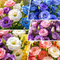 1200+ Mixed Lisianthus Seeds for Planting-Non-GMO Heirloom Plant Seeds Garden Outdoor-Fragrant, Attracts Bees and Butterflies
