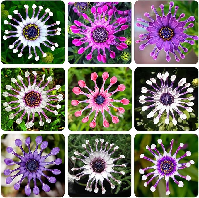 145+ Rare Perennial African Rare Daisy Flower Seeds for Planting Outdoor-Non-GMO Heirloom Garden Decoration