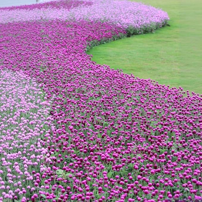 Mixed Globe Amaranth Seeds - 300 Pcs Annual, Heat & Drought Tolerant, Pollinator Friendly | Vibrant Pom Pom Blooms for Beds, Borders, Cut Flowers & Dried Arrangements, Non-GMO Heirloom