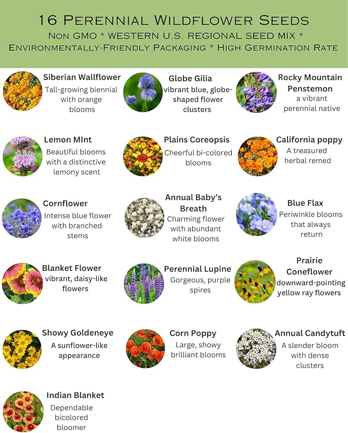 Western U.S. Regional Wildflower Seed Mix, 1 lb Covers 3,200 sq ft, Multi-Color Blooms, Spring and Fall Planting (1 Pound)