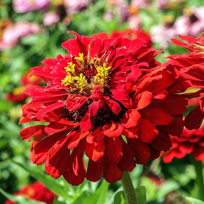 Seed Needs Zinnia Seeds for Planting Scarlet Flame Zinnias - Heirloom & Open Pollinated Annual Cut Flowers Perfect for Bouquets - Plant a Wildflower Butterfly Garden (2 Packs)