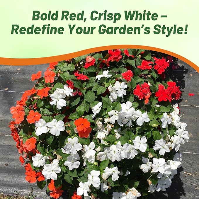 Outsidepride Beacon Red White Mix Impatiens Flower Seeds - 200 Pcs Annual, Compact & Pollinator Friendly, Impatiens Seeds for Planting w/Vibrant, Abundant Blooms for Shade Gardens & Containers
