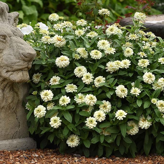 Eden Brothers Zinnia Seeds - Zahara Double White