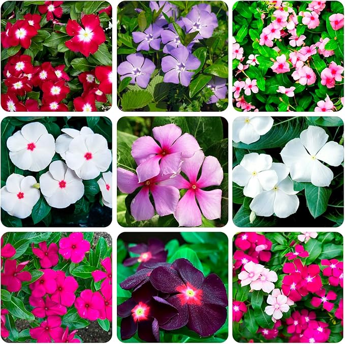 1100+ Perennial Vinca Periwinkle Flower Seed for Planting Outdoor-Non-GMO Heirloom Annual Garden Flowers Open Pollinated