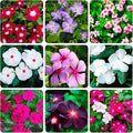 1100+ Perennial Vinca Periwinkle Flower Seed for Planting Outdoor-Non-GMO Heirloom Annual Garden Flowers Open Pollinated