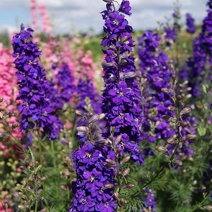 Outsidepride Delphinium Blue Larkspur Seeds for Planting Outdoors - 1000 Pcs Annual, Self-Seeding, Heat & Drought Tolerant Wildflower Seeds, Colorful Blooms for Flower Arrangement & Pollinator Garden