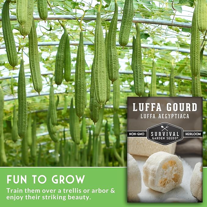 Survival Garden Seeds - Luffa or Loofah Seed for Planting - 3 Packets with Instructions to Plant and Grow Ornamental Gourds in Your Home Vegetable Garden - Non-GMO Heirloom Variety