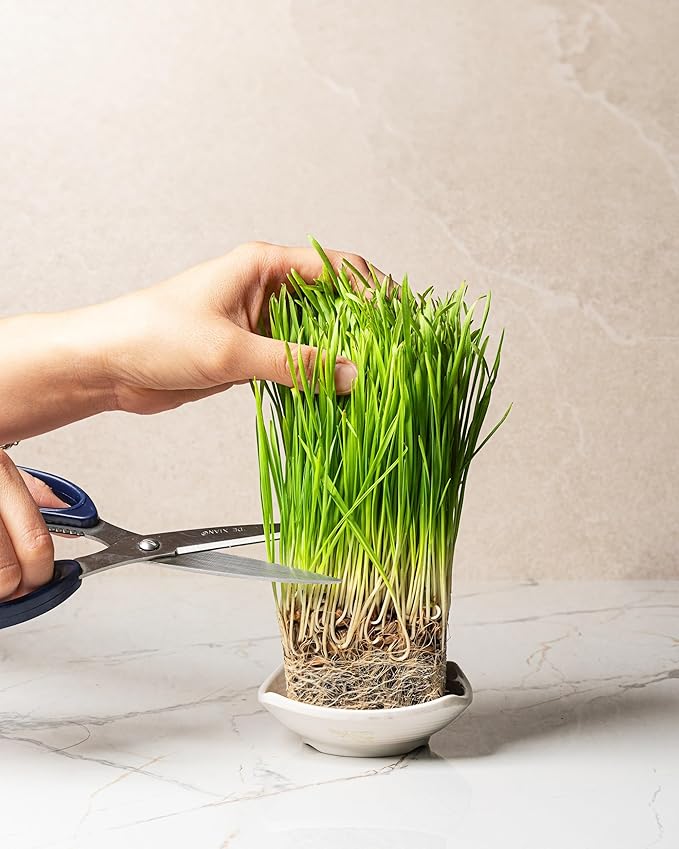 Organic Wheatgrass Seeds (16 oz) – Non-GMO, Heirloom Seeds for Sprouting and Microgreens