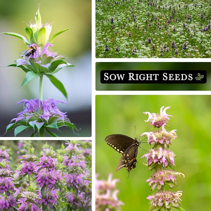 Sow Right Seeds - Lemon Mint Seed for Planting - Non-GMO Heirloom with Packet with Instructions to Plant and Grow an Herbal Tea Garden - Indoors or Outdoor - Monarda to Attract Pollinators (4)