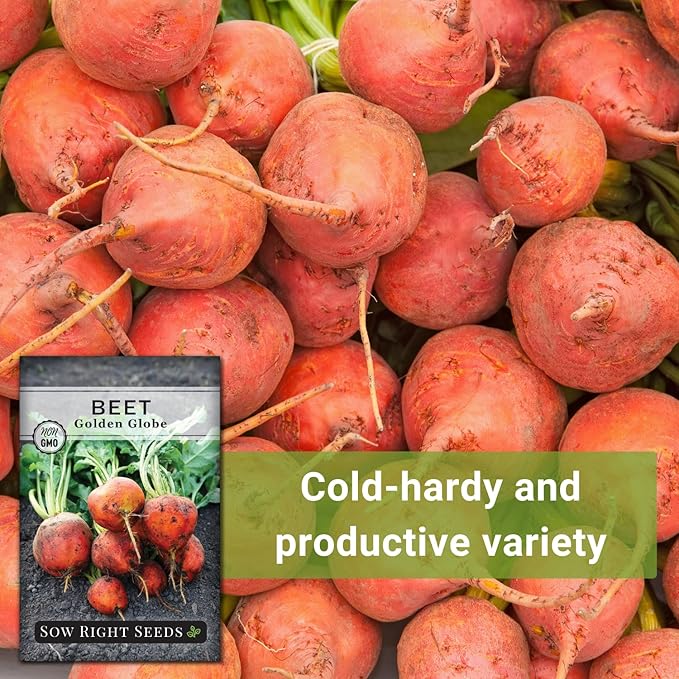 Sow Right Seeds - Golden Globe Beet Seeds for Planting - Non-GMO Heirloom Packet with Instructions to Plant & Grow an Outdoor Home Vegetable Garden - Nutritious, Cold Hardy, Vigorous and Productive