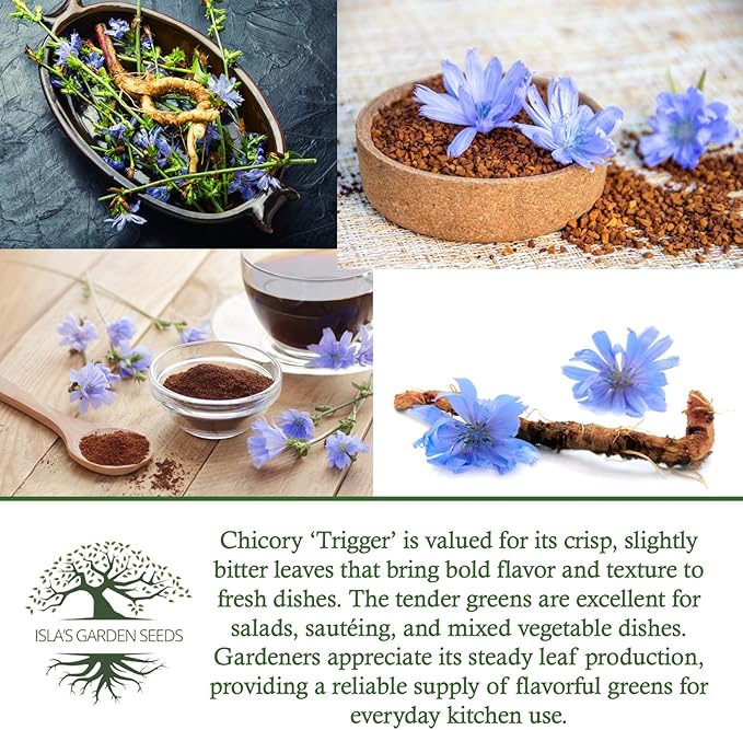Trigger Chicory Flower Seeds (Cichorium intybus) – 1500+ Heirloom Non-GMO Seeds by Isla’s Garden Seeds, Blue Chicory Wildflower, Pollinator-Friendly Meadow Blooms, Naturalized Landscape Flower, Herb