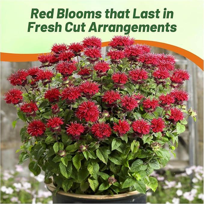 Outsidepride Scarlet Bee Balm Seeds - 250 Pcs Perennial, Easy to Grow & Pollinator Friendly Monarda Didyma Flower Seeds for Planting Mint Scented Leaves & Edible Blooms, Ideal for Teas & Potpourri