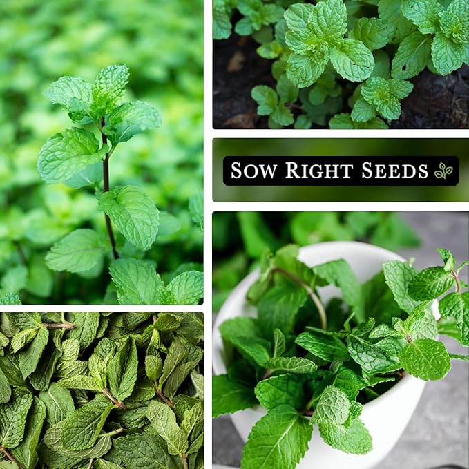Sow Right Seeds - Peppermint Seeds for Planting - Non-GMO Heirloom Packet with Instructions for Easy Planting and Growing an Herbal Tea Garden - Indoors or Outdoor - Medicinal & Culinary (3)