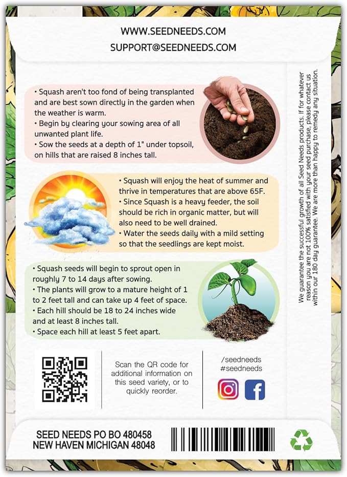 Seed Needs, Delicata Squash Seeds - 25 Heirloom Seeds for Planting Cucurbita Pepo - Winter Squash to Plant an Outdoor Garden, Non-GMO & Untreated (1 Pack)