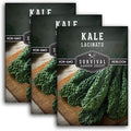 Lacinato Kale Seeds for Planting Outdoors or Indoors – Heirloom Dinosaur Tuscan Kale Variety – Cold Hardy Green for Fall & Spring Vegetable Gardens - Survival Garden Seeds (3 Packs)