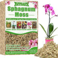 ZeeDix 8 oz Sphagnum Moss for Indoor Plants, Natural Orchid Potting Mix for Repotting, Dried Long Fiber Sphagnum Peat Moss for Carnivorous Plants Succulents Reptile Habitats (Expands to 12 qt)