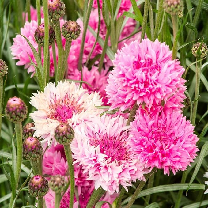 5500+ Mix Color Cornflower Seeds for Planting - Perennial Dwarf Bachelor Button Seeds for Home Garden Perennial Flowers Outdoor Indoor Garden