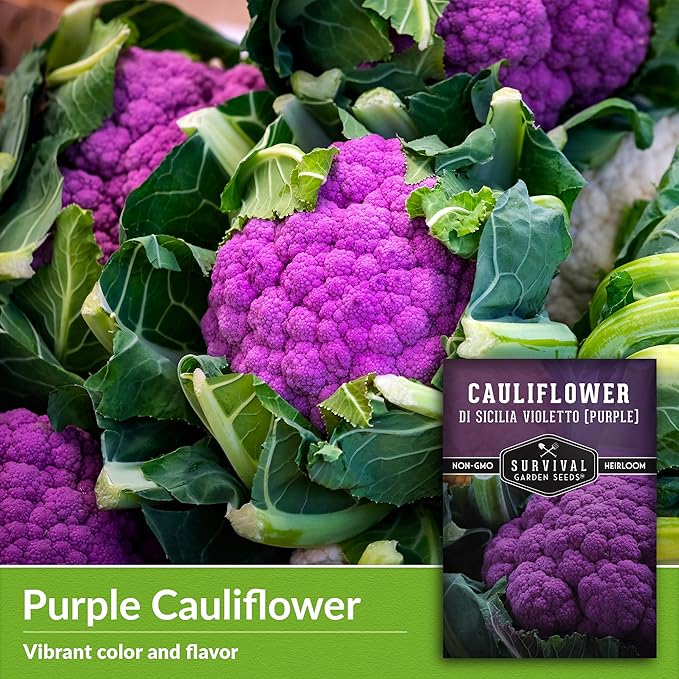 Purple Cauliflower Seeds for Planting – Violetto di Sicilia – Heirloom Italian Cauliflower Variety Producing Deep Violet Heads - Non-GMO, Open-Pollinated - Survival Garden Seeds (1 Pack)