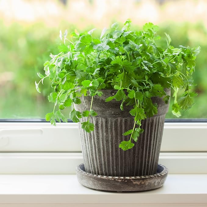 The Old Farmer's Almanac Heirloom Organic Cilantro Seeds (Slow Bolt) - Approx 200 Seeds - Certified Organic, Non-GMO, Open Pollinated, Heirloom, USA Origin