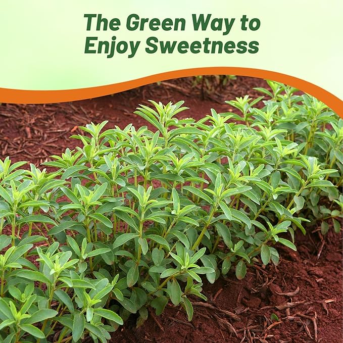 Outsidepride Stevia Sweetie Star Seeds - 25 Pcs. Perennial, Versatile & Low Maintenance, Herb Seeds for Planting Tender & Sweet Leaves, Great for Culinary Creations, Tea Blends, and Homemade Recipes
