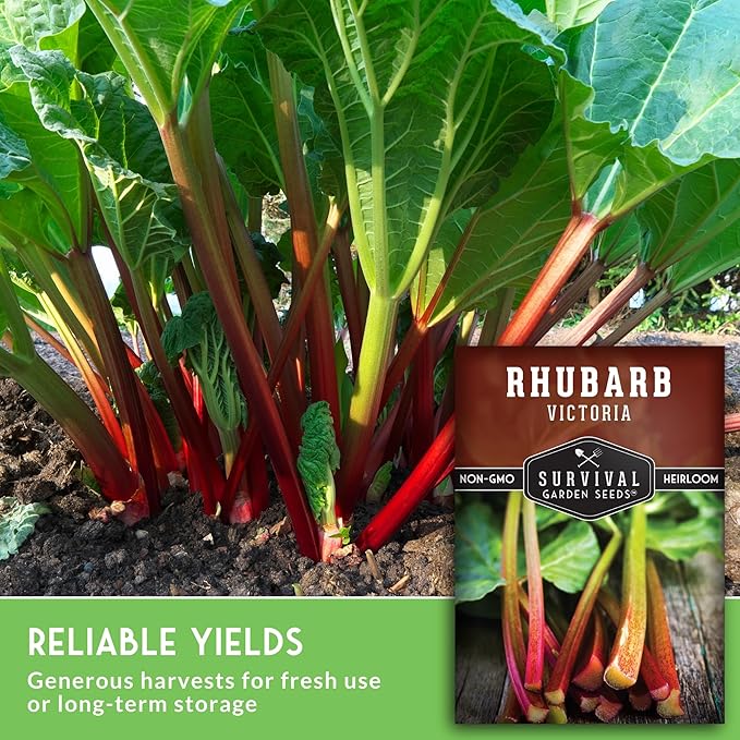 Victoria Rhubarb Seeds for Planting - Grow Cold-Tolerant Perennial Spring Vegetables/Fruit in Your Home Garden - Non-GMO Heirloom Variety - Survival Garden Seeds (1 Pack)