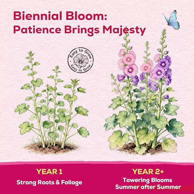 Hollyhock Seeds 3000+ Bulk Pack - Mixed Colors Perennial Heirloom Non-GMO, Easy to Grow, Attracts Pollinators Butterflies & Bees, Ideal for Borders, Cottage Gardens & Outdoor Landscaping & Backyard