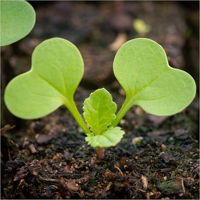 Seed Needs Radish Seeds for Planting Black Spanish Radishes - Non-GMO, Heirloom & Untreated - Grow a Home Grown Vegetable Garden - Cool Weather Crops (2 Packs)