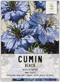 Seed Needs, Black Cumin Seeds - 800 Heirloom Seeds for Planting Nigella Sativa - Non-GMO & Untreated Medicinal Herb for Asthma, Headaches, Inflammation (1 Pack)