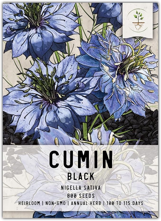 Seed Needs, Black Cumin Seeds - 800 Heirloom Seeds for Planting Nigella Sativa - Non-GMO & Untreated Medicinal Herb for Asthma, Headaches, Inflammation (1 Pack)