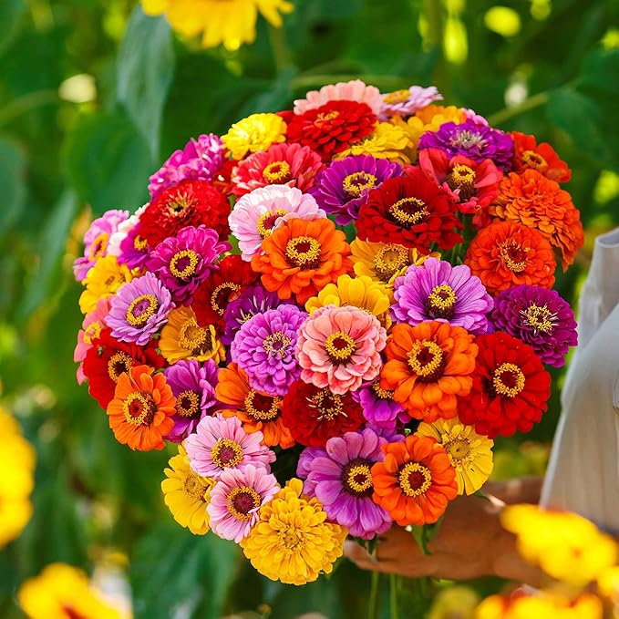 Eden Brothers Zinnia Seeds - California Giants Mix, Non-GMO Seeds for Planting, 1 oz | Low-Maintenance Flower Seeds, Plant During Spring, Zones 3, 4, 5, 6, 7, 8, 9, 10