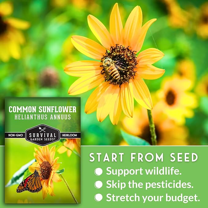 Common Sunflower (Helianthus annuus) Seeds for Planting | Giant Bird & Pollinator Magnet | Fast-Growing Native Wildflower - Survival Garden Seeds - 1 Pack