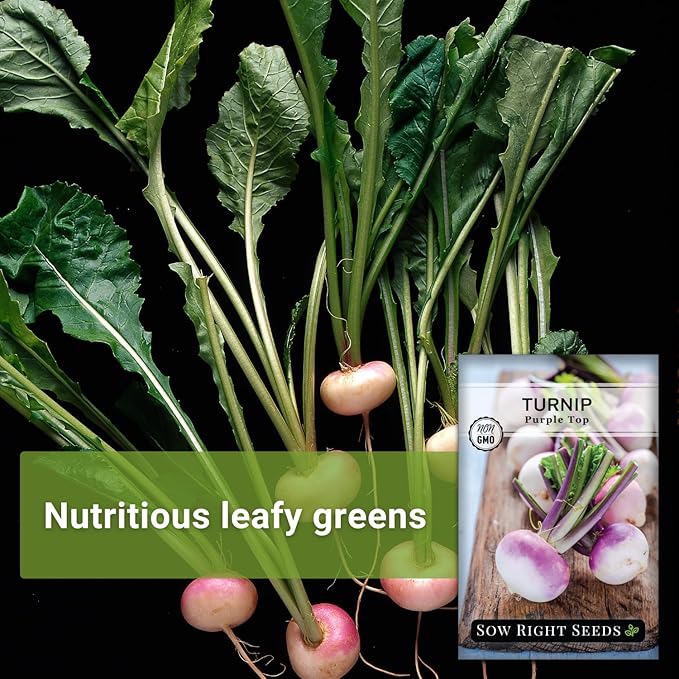 Sow Right Seeds - Purple Top White Globe Turnip Seeds for Planting - Non-GMO Heirloom Packet with Instructions to Plant a Home Vegetable Garden - Early Season, Cold Hardy - Classic Variety (1)