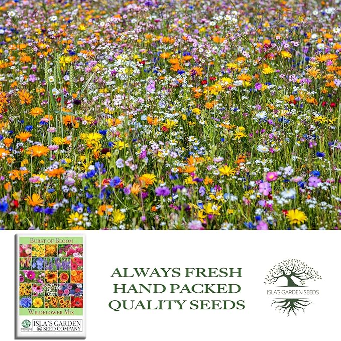 Burst of Bloom Wildflower Seed Mix – 2,500+ Non-GMO & Heirloom Seeds by Isla’s Garden Seeds, Colorful Annual & Perennial Blend, Attracts Butterflies, Bees & Hummingbirds,Perfect for Pollinator Gardens