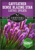 Survival Garden Seeds - Dense Blazing Star (Liatris spicata) | Gayfeather | Prairie Feather | North American Native Wildflower Seeds - 1 Pack