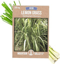 Lemon Grass Seeds for Planting Outdoor - 250 Mg Packet - Non-GMO, Heirloom Culinary Herb Garden Lemongrass Seeds - Cymbopogon citratus