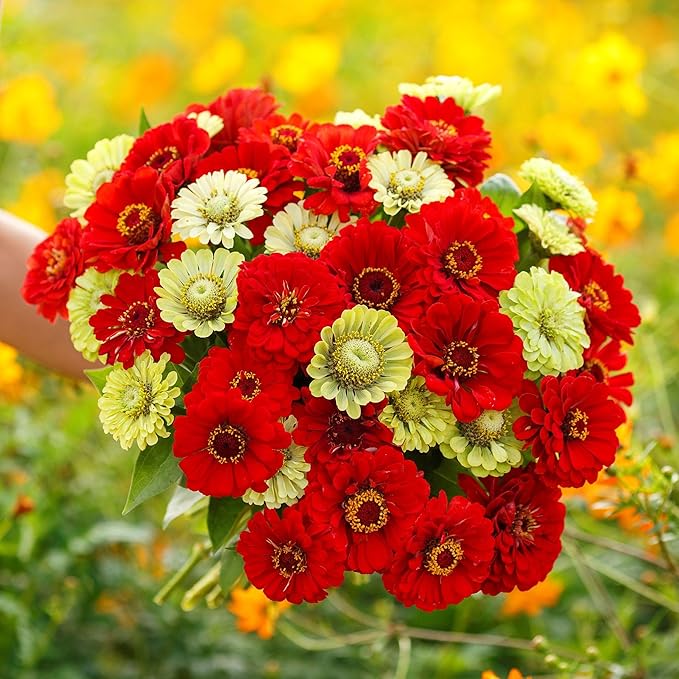 Eden Brothers Zinnia Seeds - Christmas in July Mix, Non-GMO Seeds for Planting, Packet | Low-Maintenance Flower Seeds, Plant During Spring, Zones 3, 4, 5, 6, 7, 8, 9, 10