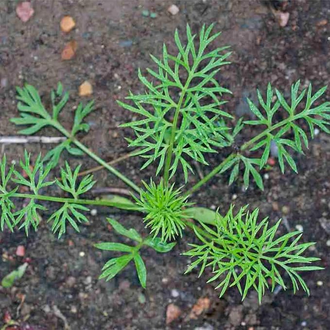 Seed Needs, Black Cumin Seeds - 800 Heirloom Seeds for Planting Nigella Sativa - Non-GMO & Untreated Medicinal Herb for Asthma, Headaches, Inflammation (1 Pack)