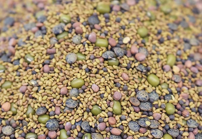 1/2 lb Salad Style Bean Sprout Starter Seeds - 23 Servings per Bag! - Non-GMO Organic - Sprouting Mix - Includes Alfalfa, Broccoli, Radish, Mung, and Green Lentil