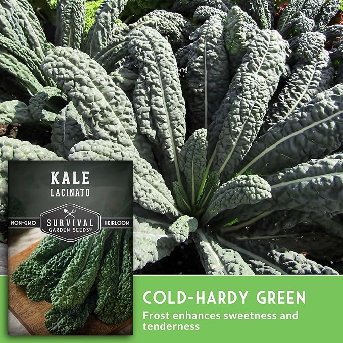 Lacinato Kale Seeds for Planting Outdoors or Indoors – Heirloom Dinosaur Tuscan Kale Variety – Cold Hardy Green for Fall & Spring Vegetable Gardens - Survival Garden Seeds (1 Pack)