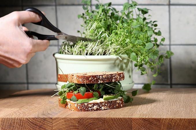 Di Cicco Organic Broccoli Seeds for Growing Microgreens – Heirloom, Non GMO Seeds to Plant & Grow Organic Broccoli in Home Indoor Hydroponic Gardens – Great Gardening Gift (1/2 Pound)