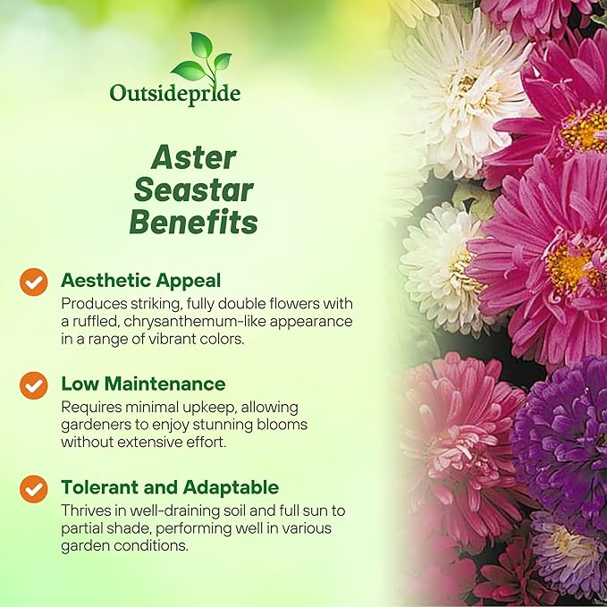 Outsidepride 2,000 Pcs Aster Seeds - Seastar Annual, Hardy & Pollinator Friendly Flower Seeds for Planting Vibrant Mix, Ideal for Meadows & Aesthetic Gardens