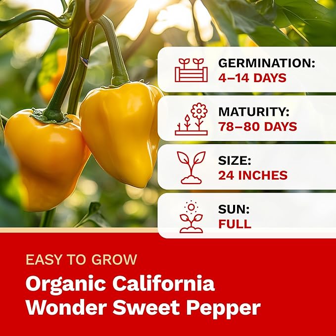 The Harvest Company Organic California Wonder Sweet Pepper Seeds – USDA & CCOF Certified Organic, Non-GMO, Open-Pollinated Pepper Seeds for Indoor & Outdoor Gardening