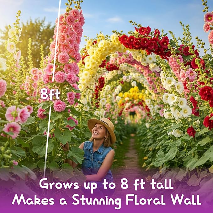 3000+ Double Hollyhock Flower Seeds - Large Bulk Pack, Mixed-Color Tall Hollyhock Seeds, Perfect for Fence Lines & Wall Backdrops, Cottage Garden Style, Beginner-Friendly