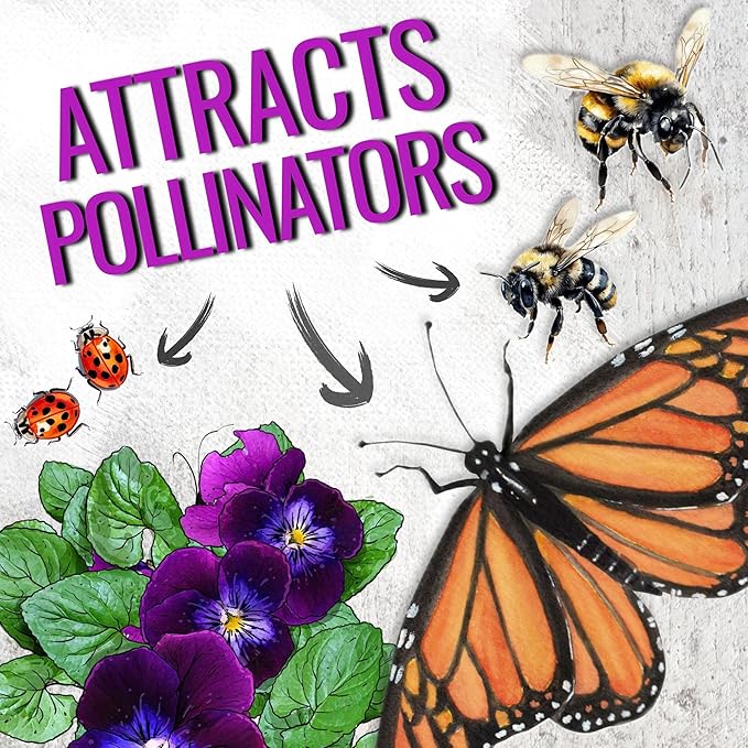 Seed Needs Viola Seeds for Planting King Henry Violas - Heirloom & Open Pollinated Annual Flower Seed to Plant an Outdoor Butterfly Wildflower Garden (2 Packs)