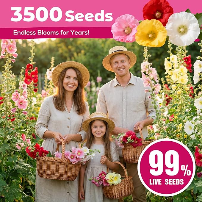 Hollyhock Seeds 3000+ Bulk Pack - Mixed Colors Perennial Heirloom Non-GMO, Easy to Grow, Attracts Pollinators Butterflies & Bees, Ideal for Borders, Cottage Gardens & Outdoor Landscaping & Backyard