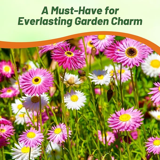 Outsidepride Paper Daisy Mix Helipterum Seeds - 1000 Pcs. Annual Low Maintenance & Pollinator-Friendly, Flower Seeds for Planting Vibrant Blooms for Gardens, Borders & Cut Flowers