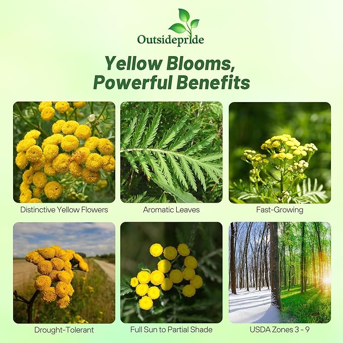 Outsidepride Tansy Seeds - 5000 Pcs. Perennial, Easy to Grow & Low Maintenance, Herb Seeds for Planting Aromatic & Vibrant Yellow Button-Like Blooms, Great for Versatile Uses & Pollinator Gardens