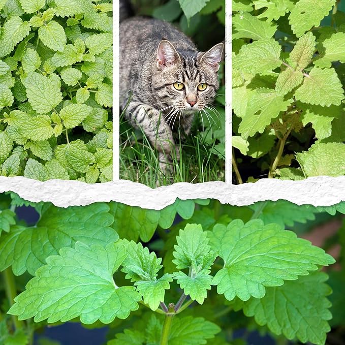 Seed Needs Catnip Seeds for Planting Nepeta cataria - Non-GMO Heirloom & Untreated Herb Seed to Plant & Grow an Outdoor Home Grown Garden (10 Packs)