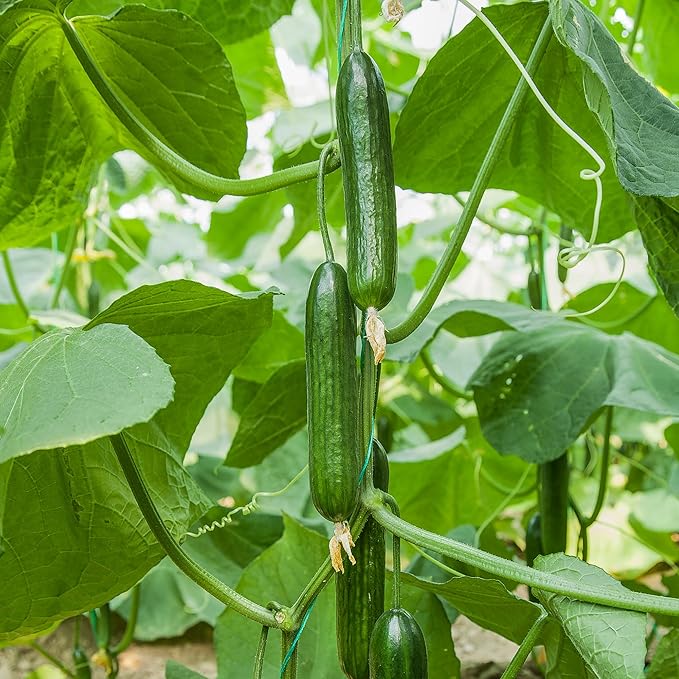 Organic Cucumber Seeds for Planting, 100pcs Cucumber Vegetable Fruits Seeds, Non-GMO Heirloom Vegetables Plants Home Fresh Food Garden for Outdoors Indoors