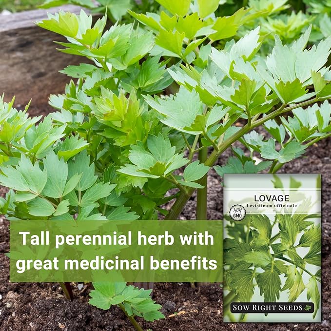 Sow Right Seeds - Lovage Seed for Planting - Culinary Herb to Plant in Your Home Herb Garden - Indoors or Outdoors - Flavorful and Productive Greens - Non-GMO Heirloom Seeds - Great Gardening Gift (1)